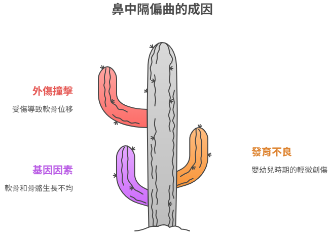 鼻中隔偏曲的成因